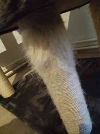 Kissan raapimapuu VARATTU Lahti