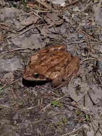 O: LeopardiGekko Turku