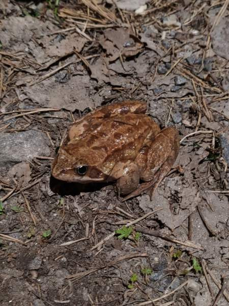 O: LeopardiGekko Turku - photo 1