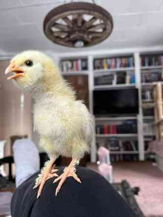 Brown Nick /Faverolle mix tiput Valkeakoski