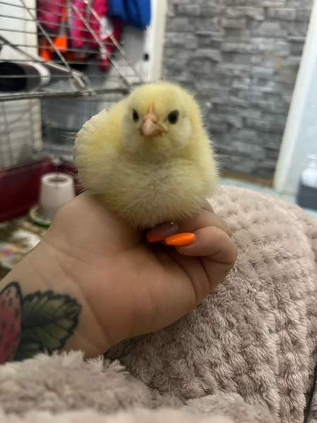 Brown Nick /Faverolle mix tiput Valkeakoski - valokuva 2