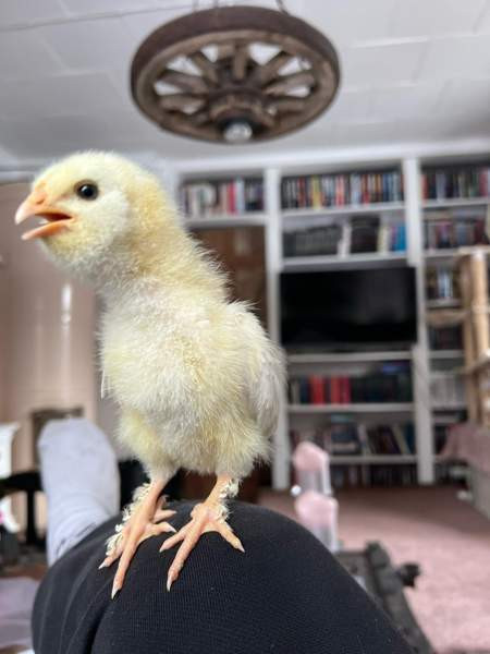 Brown Nick /Faverolle mix tiput Valkeakoski - valokuva 1