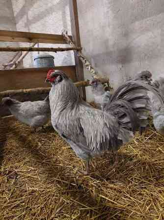 Araucana tiput Raasepori