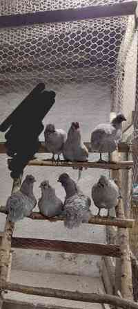 Araucana tiput Raasepori