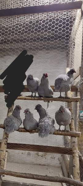 Araucana tiput Raasepori - photo 1