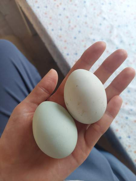 Araucana tiput Raasepori - photo 3