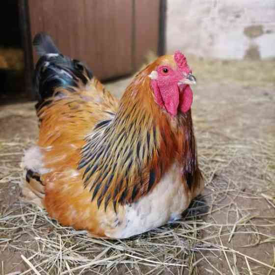 Brahma kukko Пори