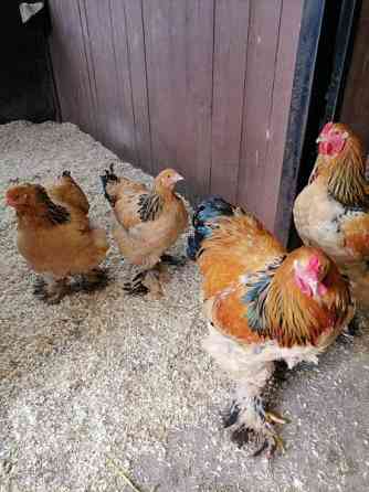 Brahma kukko Пори