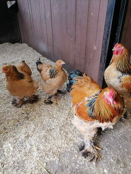 Brahma kukko Пори - изображение 2