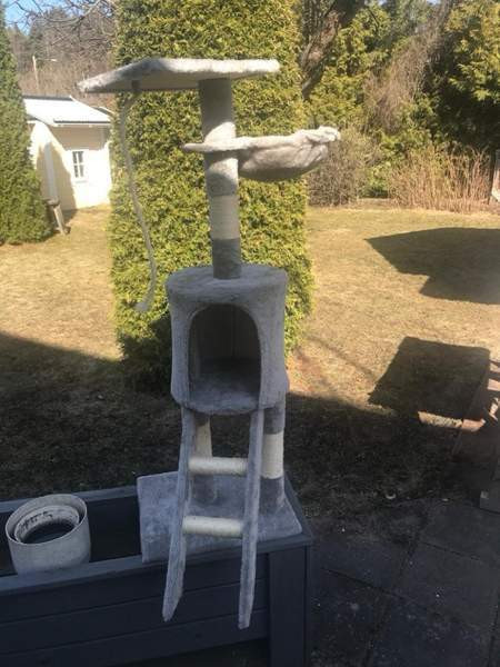 Isohko kissan raapimapuu Tampere – foto 1