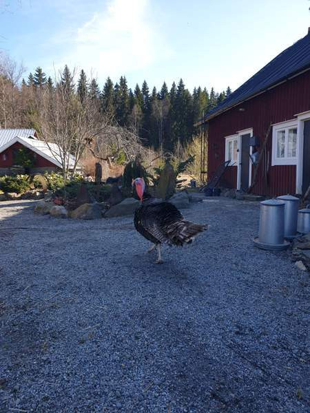 Kalkkuna Sastamala - изображение 1