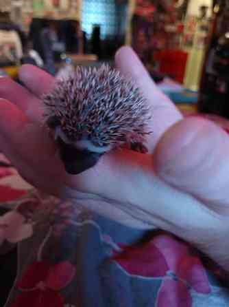 Afrikkalainen kääpiösiili Salo