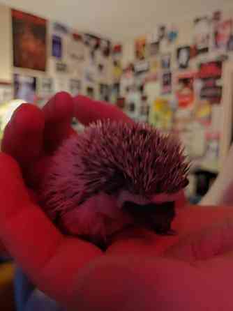 Afrikkalainen kääpiösiili Salo