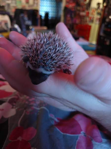 Afrikkalainen kääpiösiili Salo - photo 1