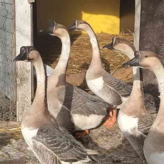 Hanhi joutsenhanhi pari Hamina