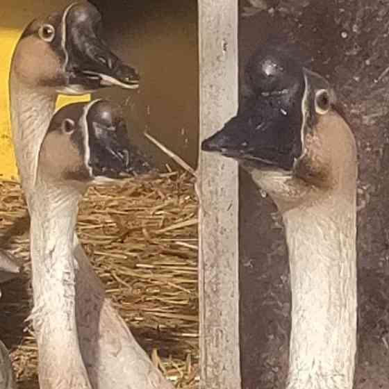 Hanhi joutsenhanhi pari Hamina