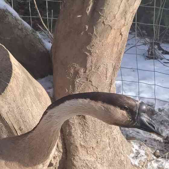 Hanhi joutsenhanhi pari Hamina