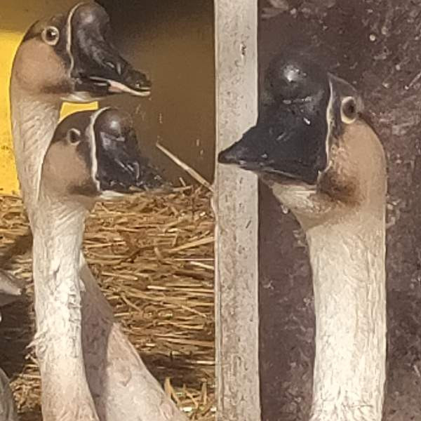 Hanhi joutsenhanhi pari Hamina - valokuva 3