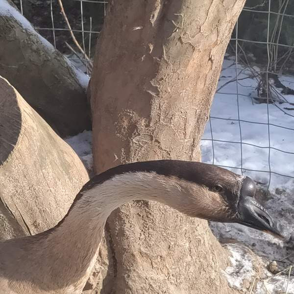 Hanhi joutsenhanhi pari Hamina - valokuva 2