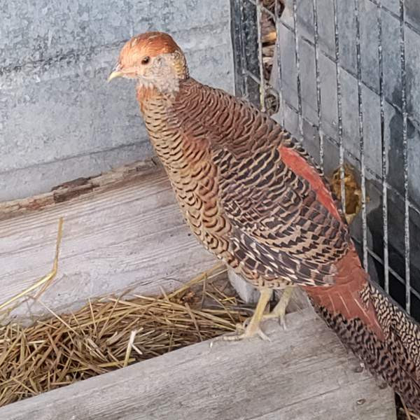 Kultafasaani Hamina - photo 4