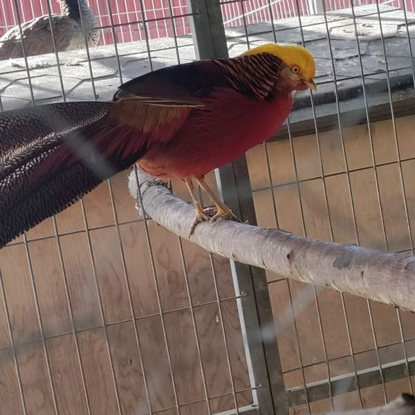 Kultafasaani Hamina - photo 3