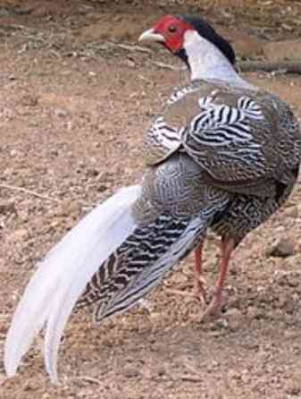 Hopeafasaani Leppävirta