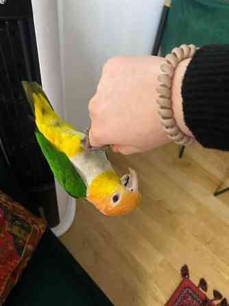 Valkovatsa aratti Эспоо