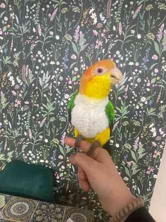 Valkovatsa aratti Эспоо