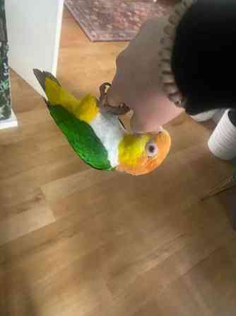 Valkovatsa aratti Эспоо