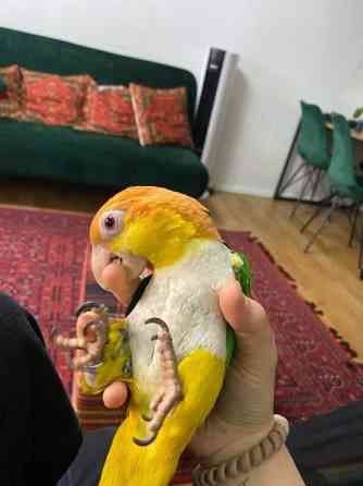 Valkovatsa aratti Эспоо