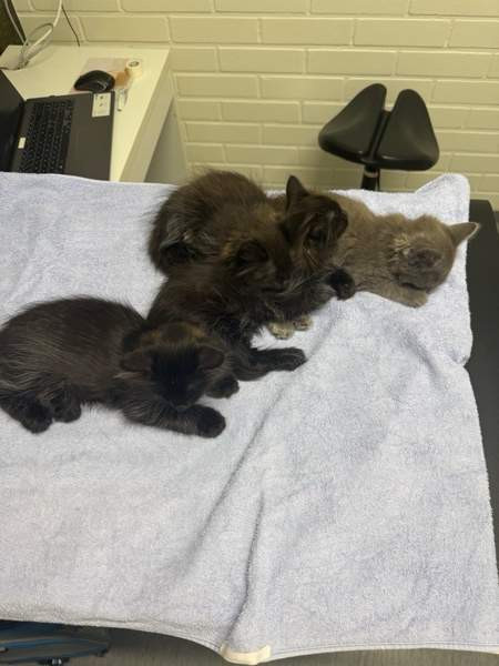 Kissanpentu Espoo - photo 1