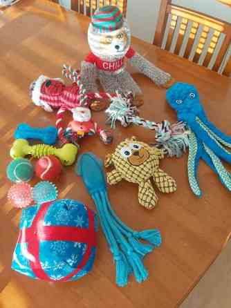 Koiran leluja Tampere