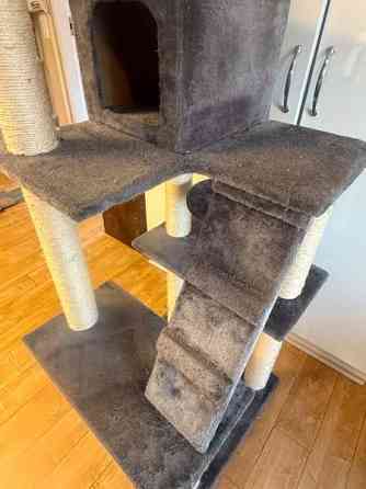 Kissan kiipeily/raapimapuu Sipoo