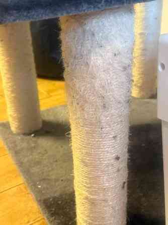 Kissan kiipeily/raapimapuu Sipoo