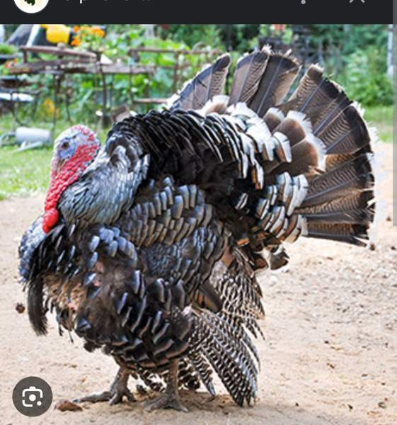 Kalkkunaa kukko Вихти - изображение 1