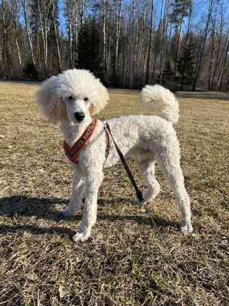 Hurtta lifeguard valjaat Espoo