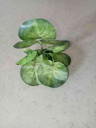 Muovi kasveja /terraarioon Rovaniemi