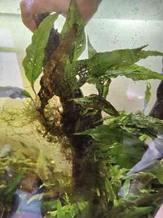 Juurakko kanto akvaarioon Эспоо