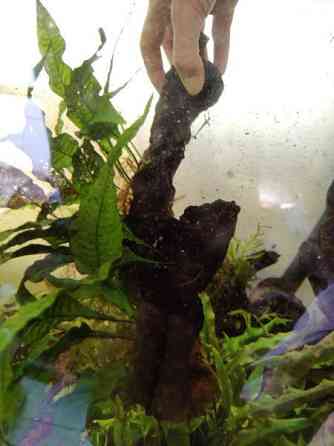 Juurakko kanto akvaarioon Эспоо