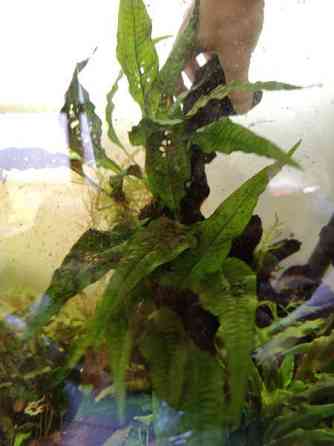 Juurakko kanto akvaarioon Эспоо