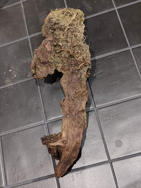 Juurakko kanto akvaarioon Espoo - valokuva 8