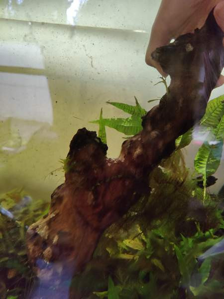 Juurakko kanto akvaarioon Espoo - valokuva 6