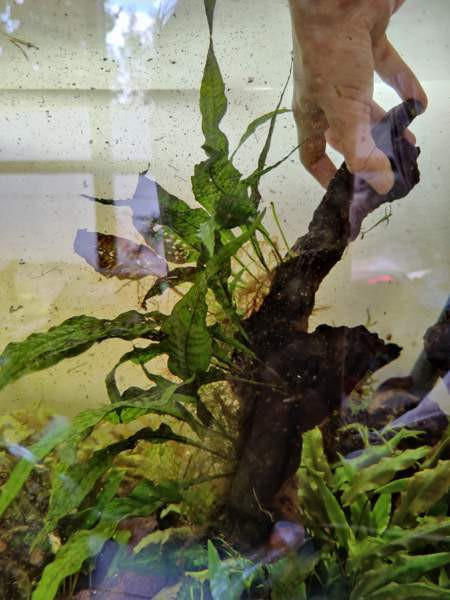 Juurakko kanto akvaarioon Espoo - valokuva 2