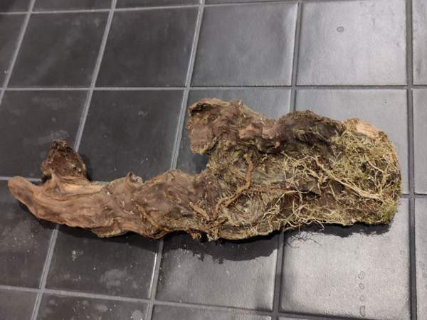 Juurakko kanto akvaarioon Espoo - valokuva 7