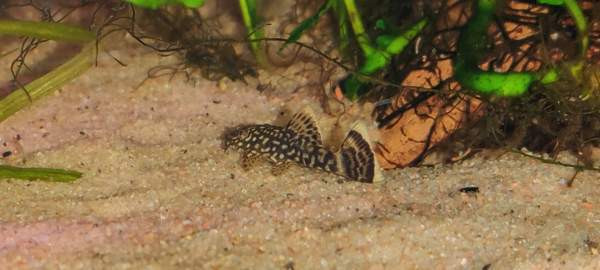 Partamonni Tampere - valokuva 1