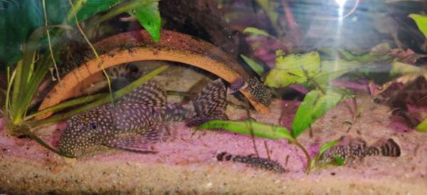 Partamonni Tampere - valokuva 3