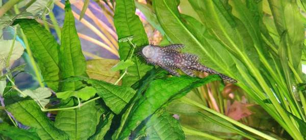 Partamonni Tampere - valokuva 2