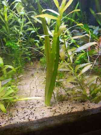 Jättivallisneria Jyvaeskylae