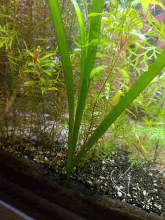 Jättivallisneria Jyvaeskylae