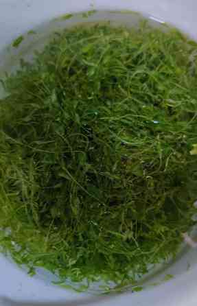 Viuhkahelmiruoho Pori